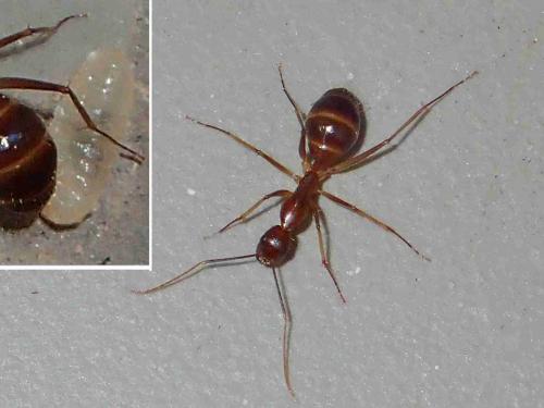 Réf. 222 895 : Camponotus (irritans-pseudoirritans)
